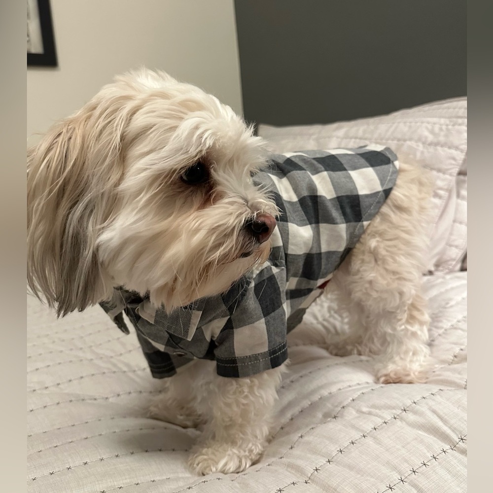 Dog Plaid Collared Shirt